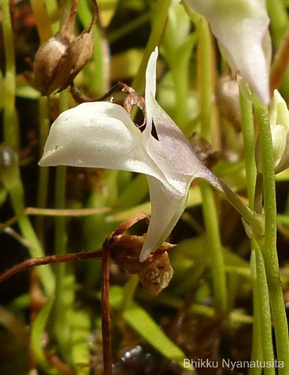 Utricularia graminifolia Vahl